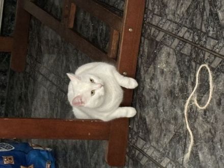 🐾 Eigenständige Katzendame (9 Jahre) sucht Einzelplatz 🐾