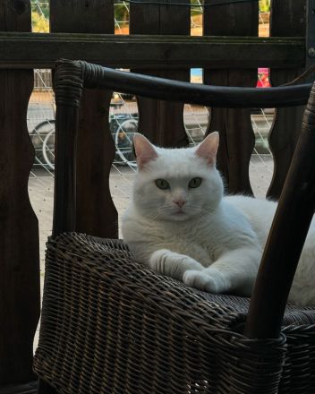 🐾 Eigenständige Katzendame (9 Jahre) sucht Einzelplatz 🐾