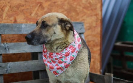 Schmusige Chloe sucht ihre Menschen