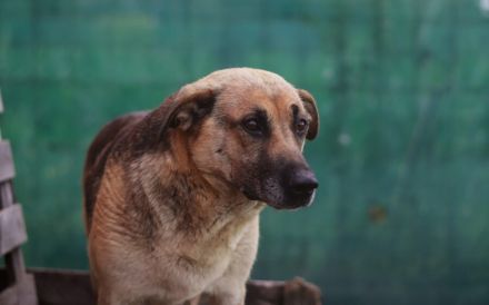 Schmusige Chloe sucht ihre Menschen