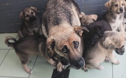 Schmusige Chloe sucht ihre Menschen