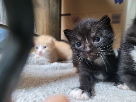 Katzen ab November