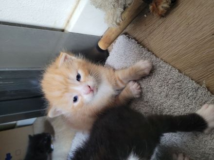 Katzen ab November