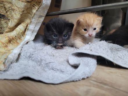 Katzen ab November