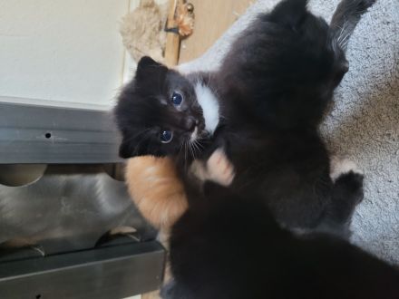 Katzen ab November