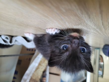 Katzen ab November