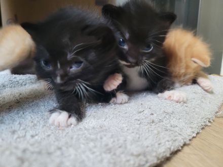 Katzen ab November