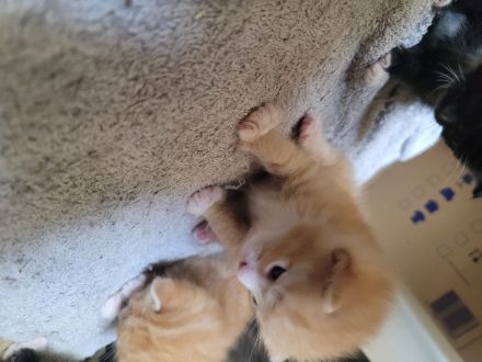 Katzen ab November