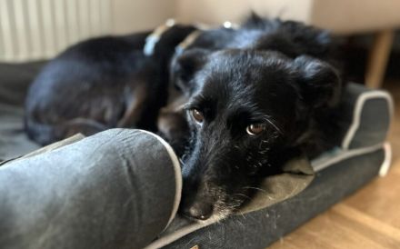 Schmusemaus Anduni sucht Schutzzone