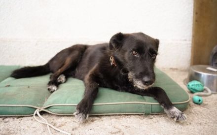 Schmusemaus Anduni sucht Schutzzone