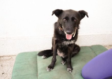 Schmusemaus Anduni sucht Schutzzone