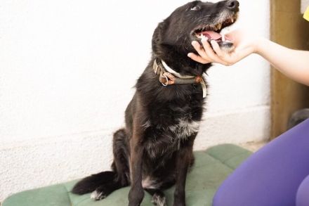 Schmusemaus Anduni sucht Schutzzone