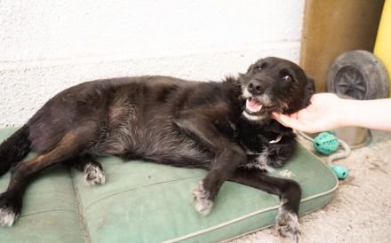 Schmusemaus Anduni sucht Schutzzone