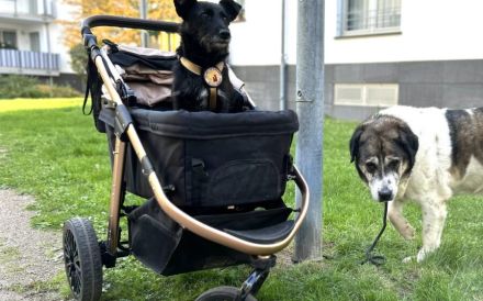 Schmusemaus Anduni sucht Schutzzone