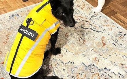 Schmusemaus Anduni sucht Schutzzone