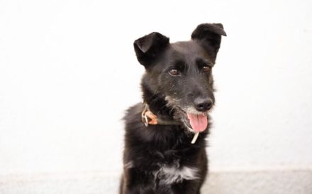 Schmusemaus Anduni sucht Schutzzone