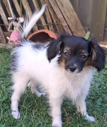 Phalene mit Ahnentafel braun Zobel und tricolor