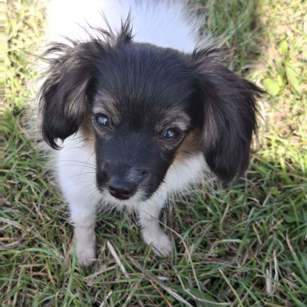 Phalene mit Ahnentafel braun Zobel und tricolor