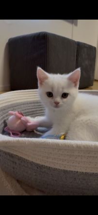 Bkh kitten in weiß