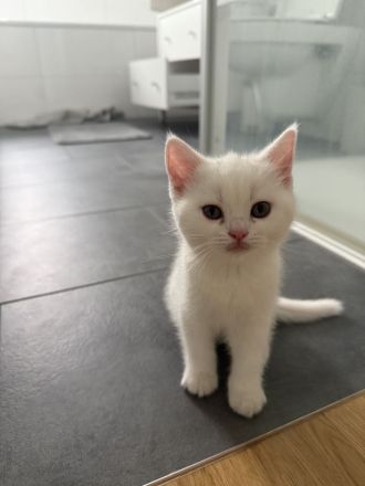 Bkh kitten in weiß