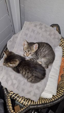 Süßer Kater abzugeben – 13 Wochen alt