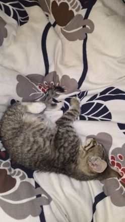 Süßer Kater abzugeben – 13 Wochen alt