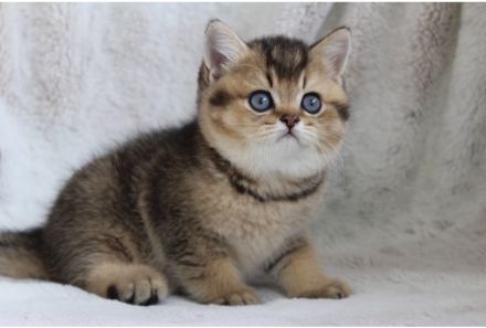 BKH Kater mit blauen Augen