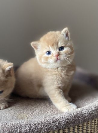 BKH Kater