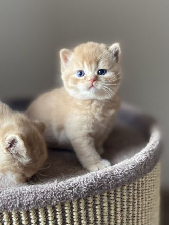 BKH Kater