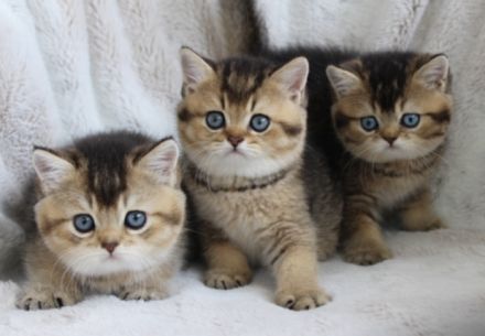 BKH Kater mit blauen Augen