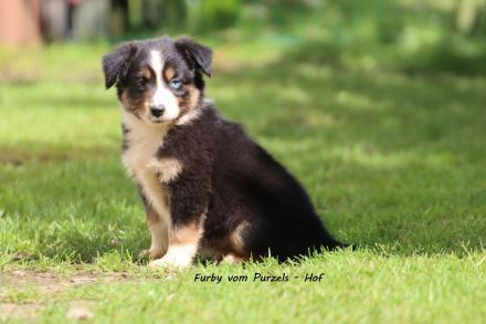 2 Absolute Kuschelbären mega Kinderlieb auch für Anfänger Australian Shepherd Rüde