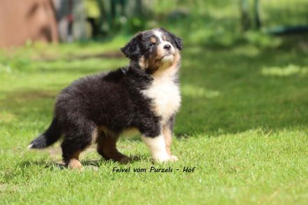 2 Absolute Kuschelbären mega Kinderlieb auch für Anfänger Australian Shepherd Rüde