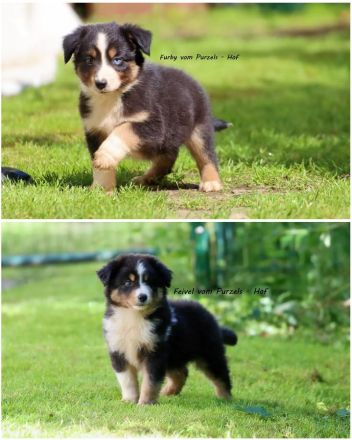 2 Absolute Kuschelbären mega Kinderlieb auch für Anfänger Australian Shepherd Rüde
