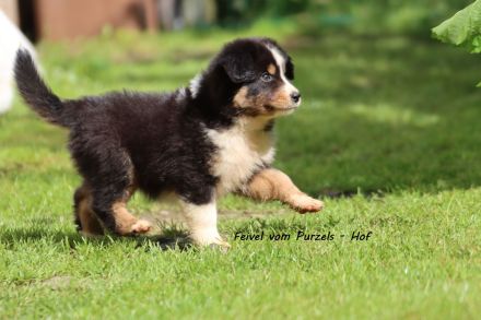 2 Absolute Kuschelbären mega Kinderlieb auch für Anfänger Australian Shepherd Rüde