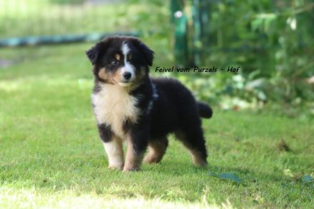 2 Absolute Kuschelbären mega Kinderlieb auch für Anfänger Australian Shepherd Rüde