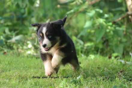 2 Absolute Kuschelbären mega Kinderlieb auch für Anfänger Australian Shepherd Rüde