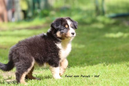 2 Absolute Kuschelbären mega Kinderlieb auch für Anfänger Australian Shepherd Rüde