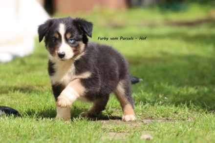 2 Absolute Kuschelbären mega Kinderlieb auch für Anfänger Australian Shepherd Rüde