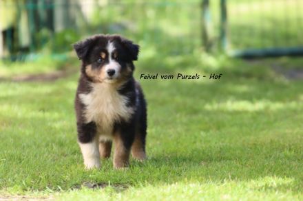 2 Absolute Kuschelbären mega Kinderlieb auch für Anfänger Australian Shepherd Rüde