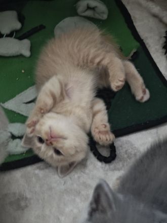 BKH Kitten reinrassige