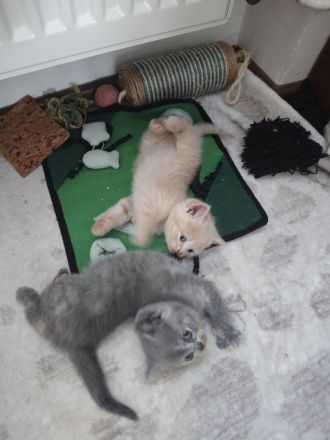 BKH Kitten reinrassige