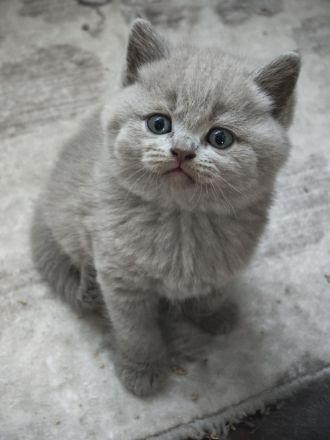 BKH Kitten reinrassige