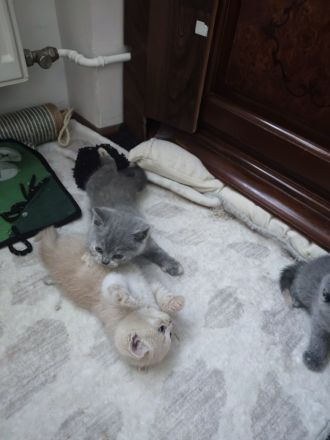 BKH Kitten reinrassige