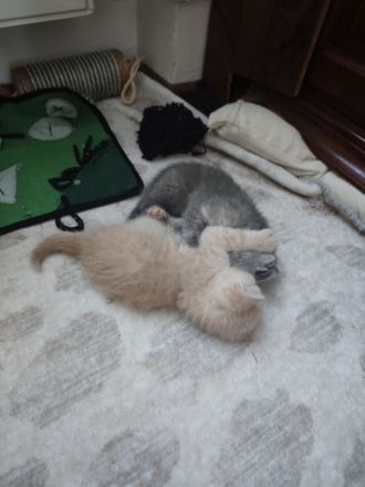 BKH Kitten reinrassige