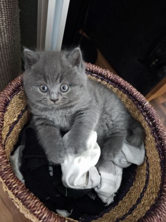 BKH Kitten reinrassige