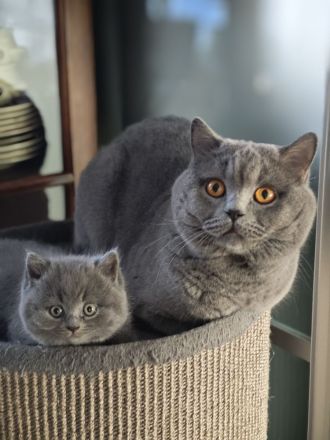 BKH Kitten reinrassige