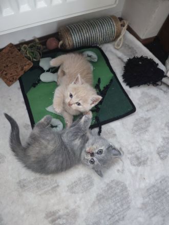 BKH Kitten reinrassige