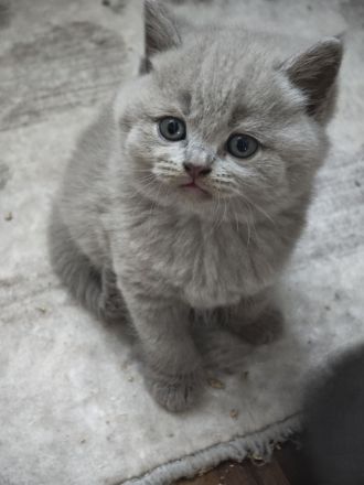 BKH Kitten reinrassige