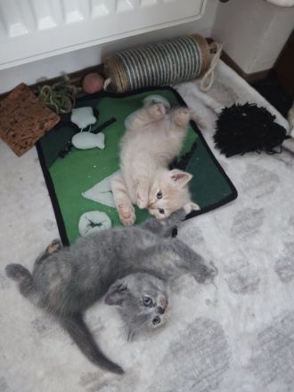 BKH Kitten reinrassige