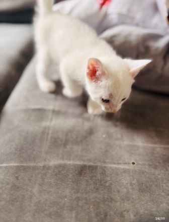Türkische angora katzen babys